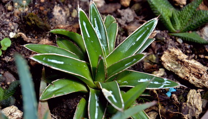 small very beautiful and natural plant