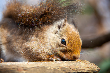 晴れた日のリスの近影