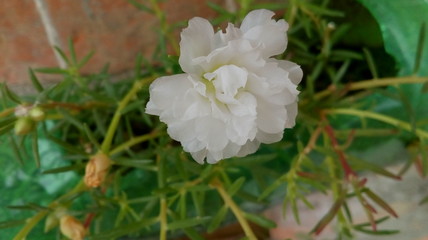 white portulaca flower in the garden