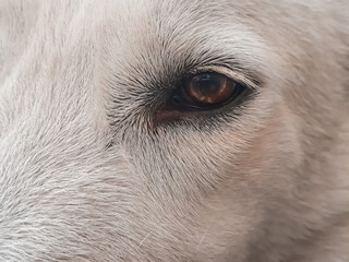 close up of a dog eye
