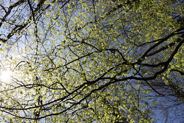 tree branches against blue sky