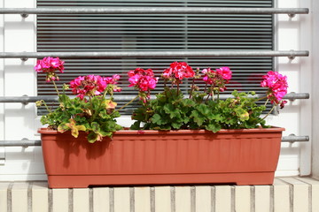 Fototapeta na wymiar Rötlicher Blumenkasten mit rosa Geranien Blumen auf einer Fensterbank, Deutschland, Europa