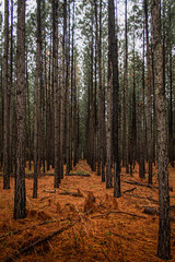 forest in autumn