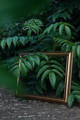 Framing plants