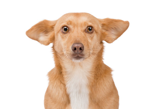 Portrait of a funny cute ginger dog with big ears. She looks straight into the camera. The background is isolated.