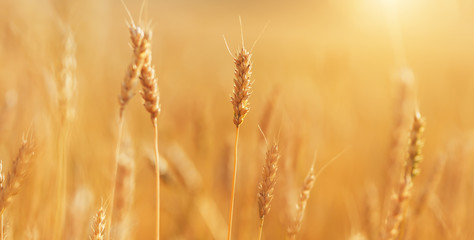 Fototapeta premium Large field of ripe wheat under the open sky on sunny day