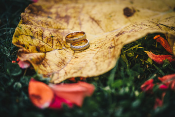 Two wedding rings on a autumn leaf on the green grass. Autumn wedding concept. Love concept