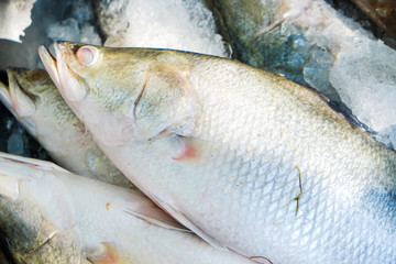 Fresh seafood seabass and grouper fish sell on ice