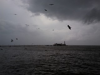 Birds can fly over the sea