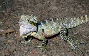 Lézard à collerette, australie du nord.