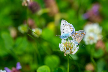 Kretania sephirus butterfly on summer flower macro close up nature insect 