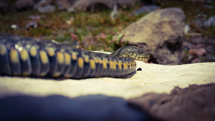 Selective focus on the reptile's head. Common Water Snake (Natrix). The snake Natrix lies on a white stone. Python is black and orange. The Mora snake looks ahead. The concept of wild nature.