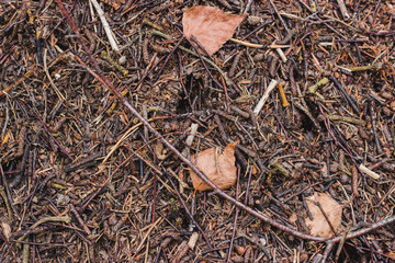The texture of the anthill in the forest
