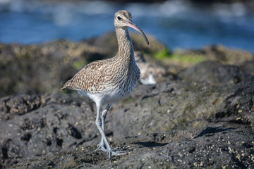 Eurasian curlew or common curlew (Numenius arquata) in Tenerife, The Canary Islands, Spain