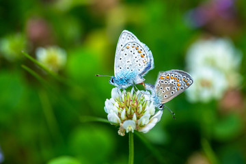 Kretania sephirus butterfly on summer flower macro close up nature insect 