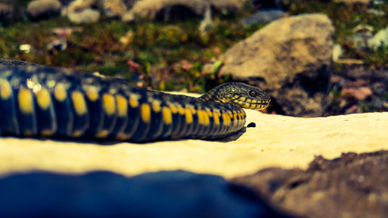 Selective focus on the reptile's head. Common Water Snake (Natrix). The snake Natrix lies on a white stone. Python is black and orange. The Mora snake looks ahead. The concept of wild nature.