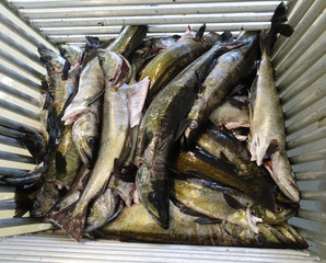 Fototapeta premium Fish