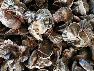 Frozen oysters to keep them fresh up close People like to eat with fresh vegetables and seasonings. Healthy food