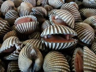 Frozen cockles to keep them fresh up close People like to eat with fresh vegetables and seasonings.