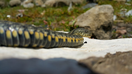 Selective focus on the reptile's head. Common Water Snake (Natrix). The snake Natrix lies on a white stone. Python is black and orange. The Mora snake looks ahead. The concept of wild nature.