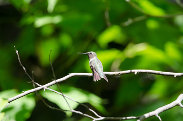 Ruby-throated Hummingbird (Archilochus colubris)