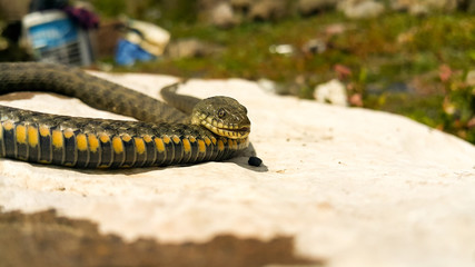 Selective focus on the reptile's head. Common Water Snake (Natrix). The snake Natrix lies on a white stone. Python is black and orange. The Mora snake looks ahead. The concept of wild nature.