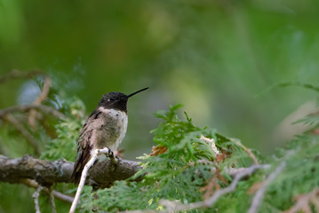 Hummingbird closeup perched in a tree