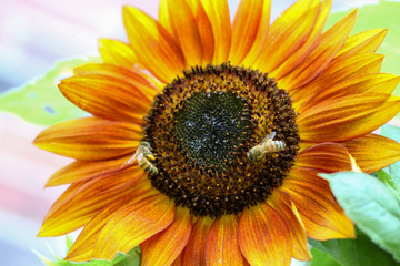 sunflower with bees