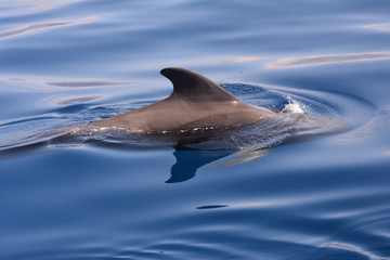 Short finned pilot whale on the surface of the water during a whale watching trip in the south of...
