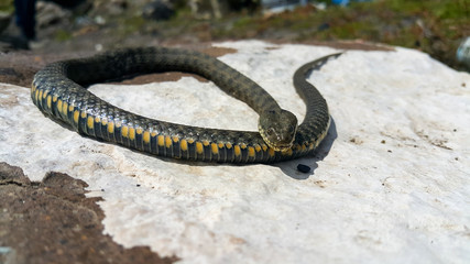 Fototapeta premium Selective focus on the reptile's head. Common Water Snake (Natrix). The snake Natrix lies on a white stone. Python is black and orange. The Mora snake looks ahead. The concept of wild nature.