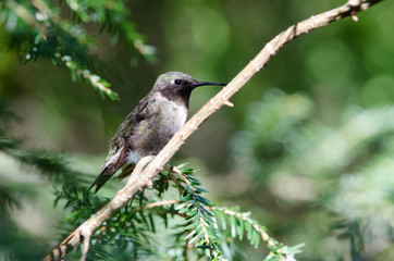 Ruby-throated Hummingbird closeup perched in a tree