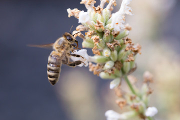 Biene auf Blüte im Sommer