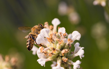 Biene auf Blüte im Sommer
