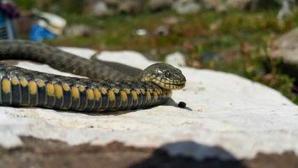 Selective focus on the reptile's head. Common Water Snake (Natrix). The snake Natrix lies on a white stone. Python is black and orange. The Mora snake looks ahead. The concept of wild nature.