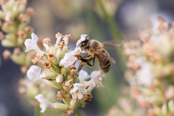 Biene auf Blüte im Sommer