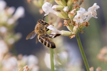 Biene auf Blüte im Sommer