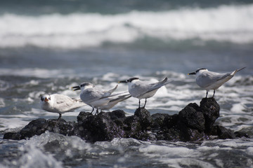 Sandwich terns (Thalasseus sandvicensis) resting on a rock by the sea in Lanzarote. The Canary Islands, Spain