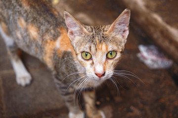 Obraz premium Little cat looking to camera. Medina quarter of Fez in Morocco.