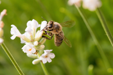 Biene auf Blüte im Sommer