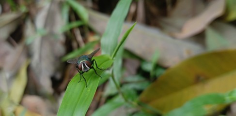 Large house fly on a leaf
