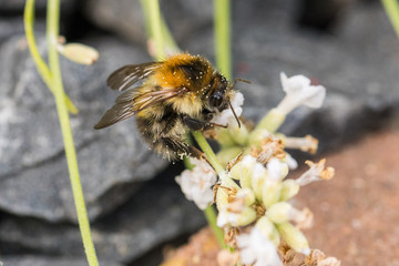 Erdhummel Hummel auf Blüte