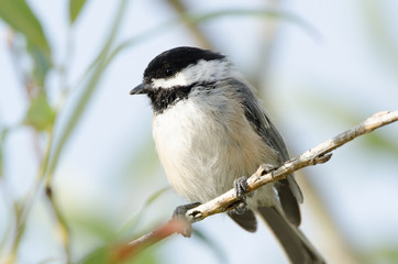 Obraz premium Black-capped Chickadee closeup perched on a tree branch
