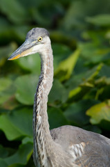 Great Blue Heron closeup in a marsh