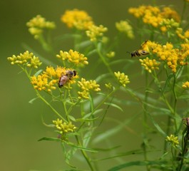 Honey Bee and Hornet