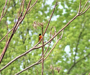 Oriole