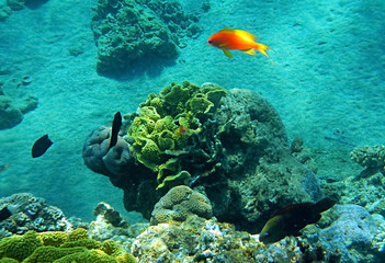 Fototapeta na wymiar Morning scene from life of exotic fish inhabiting coral reefs at the Red Sea, Middle East