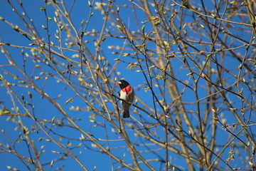 Red Breasted Gross Beak 1
