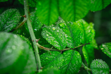 water drops on a green leaf