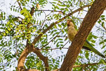 Wild parrot sits on a tree surrounded by green foliage.