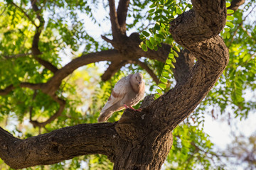 Funny dove sits on a tree surrounded by green foliage.